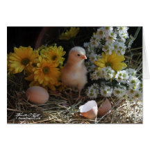 Poulet de ressort carte de vœux