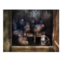 Poulet - la Chambre de poule Cartes Postales