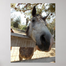 Pour les amants de cheval affiche