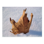 Poussez des feuilles dans la neige, quand l'automn cartes postales