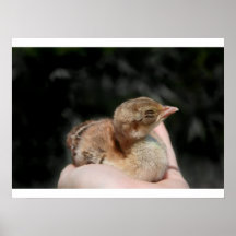 Poussin de bébé de paon à disposition posters