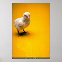 Poussin de bébé sur l'arrière - plan jaune posters