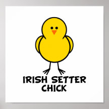 Poussin de poseur irlandais affiche