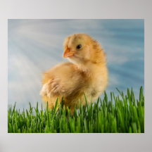 Poussin jaune en photo d'herbe posters