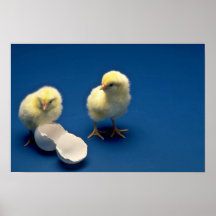 Poussins de bébé sur l'arrière - plan bleu posters