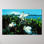 Poussins de cigogne en bois poster