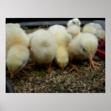 Poussins indifférents poster