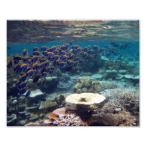 Powder Blue Surgeon Fish Photo