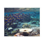 Powder Blue Surgeon Fish Stretched Canvas Prints