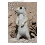 Power Ranger Squirrel Card