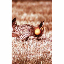 Prairie Chicken on Fergus Falls Prairie Cut Out