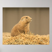 Prairie Dog Aint I Cute Poster