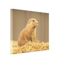 Prairie Dog Aint I Cute Wrapped Canvas Canvas Prints