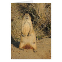 Prairie Dog Cards