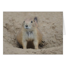 Prairie Dog Cards