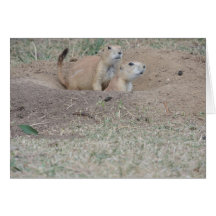 Prairie Dog Couple Greeting Card