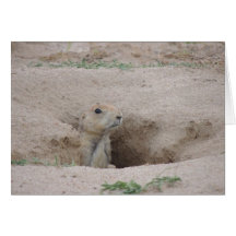 Prairie Dog Greeting Card