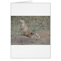 Prairie Dog Greeting Cards