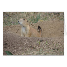 Prairie Dog Greeting Cards