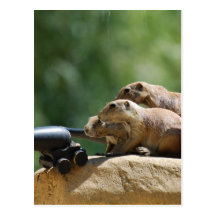 Prairie Dog Soldiers Postcard