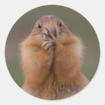 prairie dog sticker
