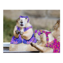 Prairie Dogs are GROOVY! Postcard