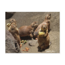 Prairie Dogs Eating Dinner 1 Postcard