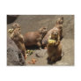 Prairie Dogs Eating Dinner 1 Postcard