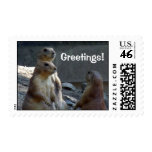 Prairie Dogs Greetings Photograph Stamp