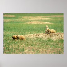 Prairie Dogs Playing in Badlands Posters
