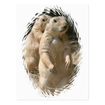 Prairie Dogs Postcard