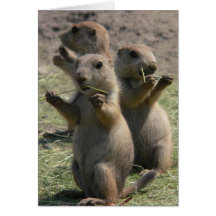 PRAIRIE DOGS THAT LUNCH GREETING CARD