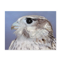 Prairie Falcon