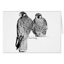 Prairie Falcons Card