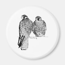 Prairie Falcons Magnets