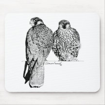Prairie Falcons Mouse Mats