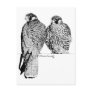 Prairie Falcons Postcard