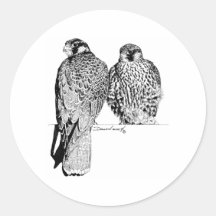Prairie Falcons Round Sticker
