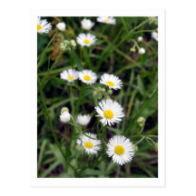 prairie flowers postcards