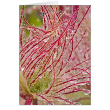 Prairie Smoke in the rain at Theodore Cards