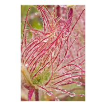 Prairie Smoke in the rain at Theodore Photograph