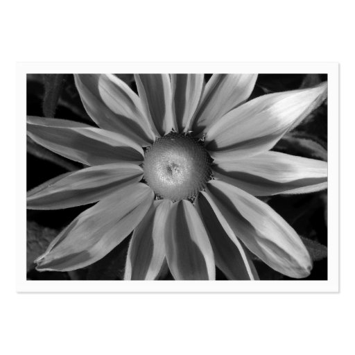 Prairie Sun Rudbekia, Mini Photo Business Card Template