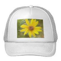 Prairie Sunflower - Helianthus maximilianii Hat