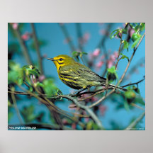 Prairie Warbler Posters