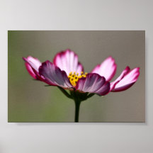 Praise Him Flower Posters
