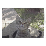 Prancer blank greeting cards