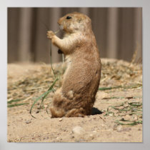 Prarie Dog Eating Grass Print