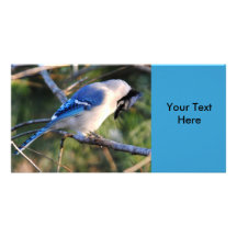 Praying Blue Jay Photo Cards