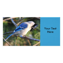 Praying Blue Jay Photo Cards