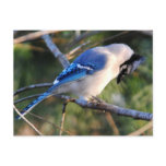 Praying Blue Jay Postcard